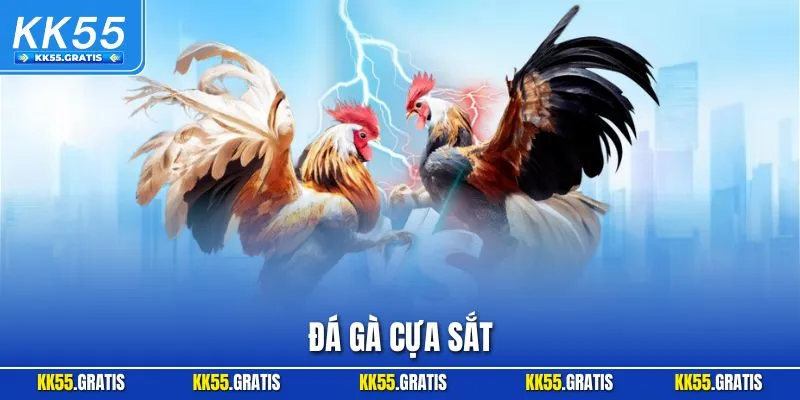 Đá Gà Cựa Sắt | Môn Nghệ Thuật Tuyệt Đỉnh Dành Cho Thành Viên