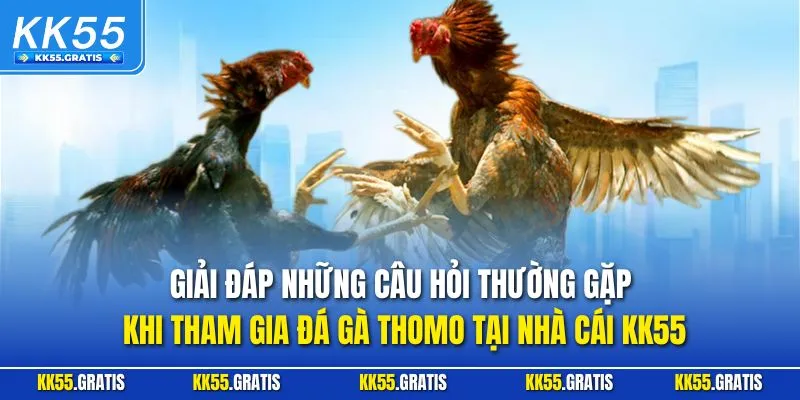 Giải đáp những câu hỏi thường gặp khi tham gia đá gà thomo tại nhà cái KK55